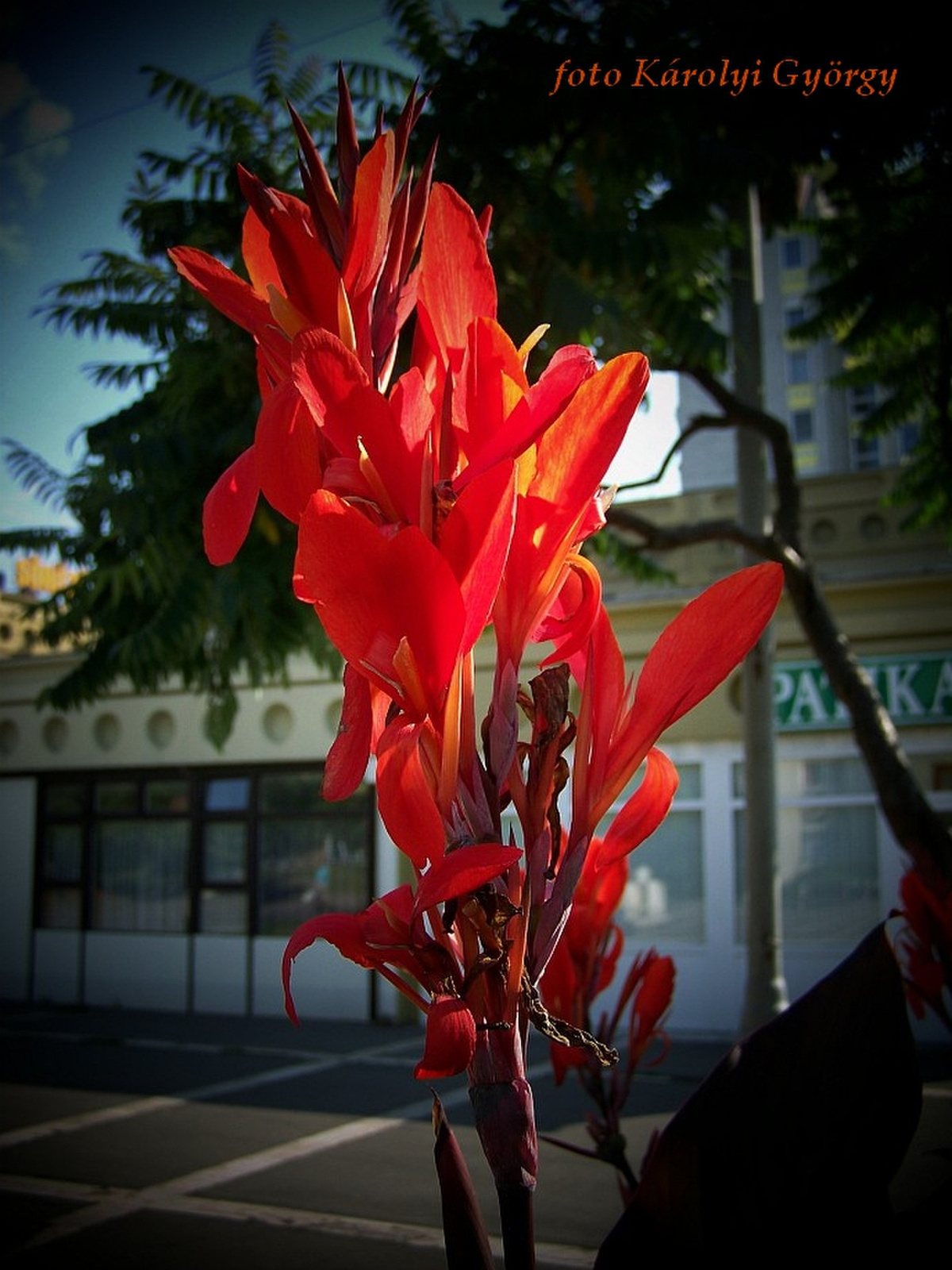 canna tropicana, virág ellenfényben