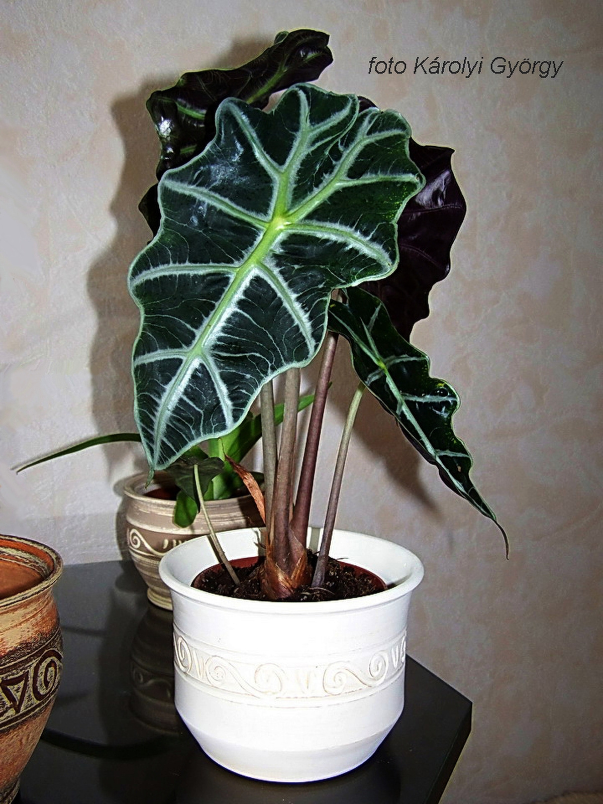 díszlevelűek, alocasia