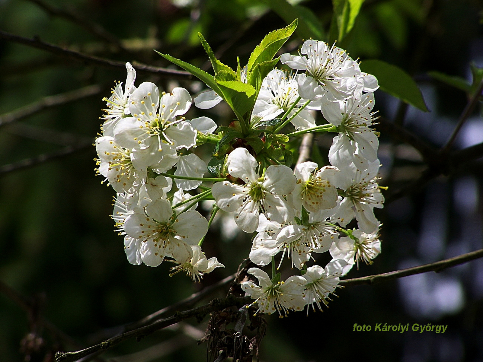 fák, cseresznye-virág