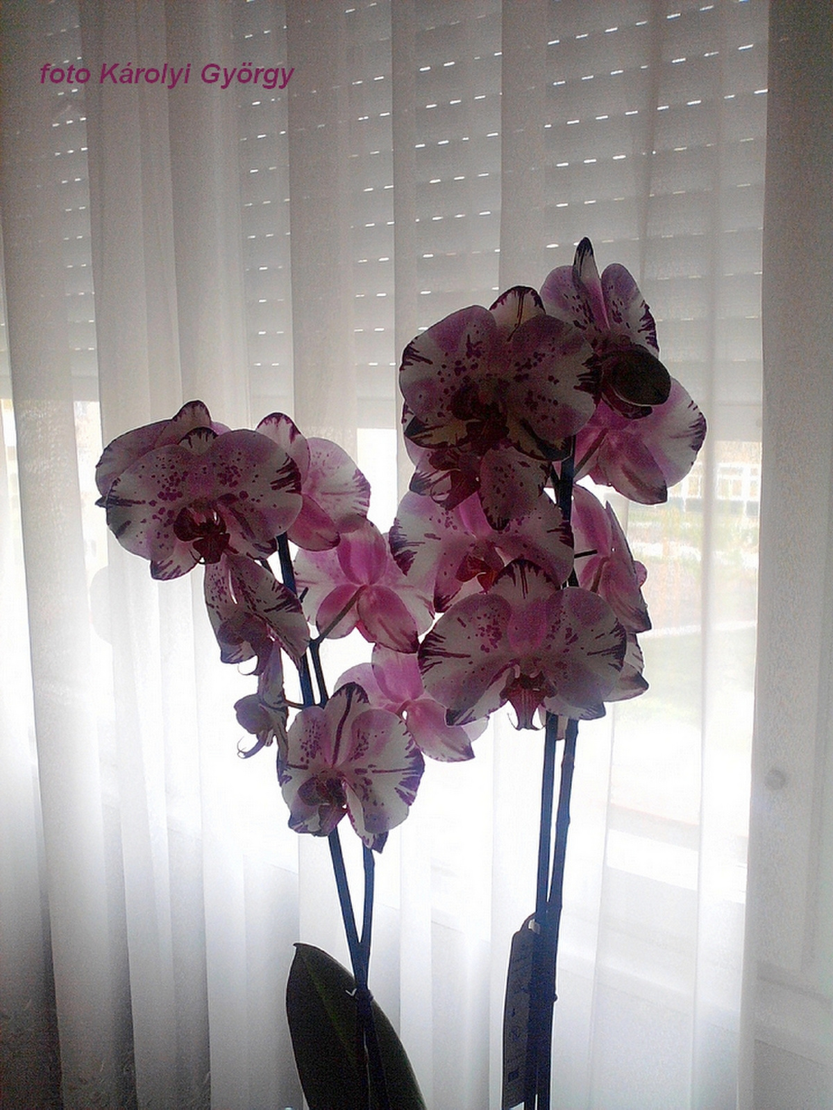 orchidea, szülinapra Lettikének