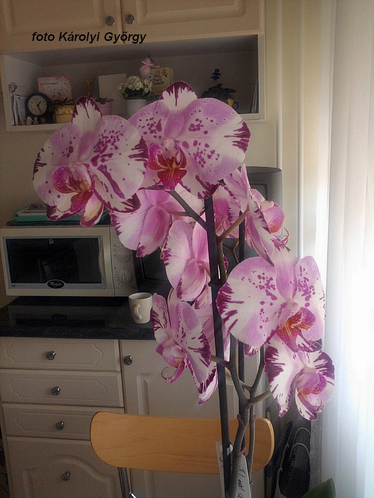 orchidea, szívesen adott