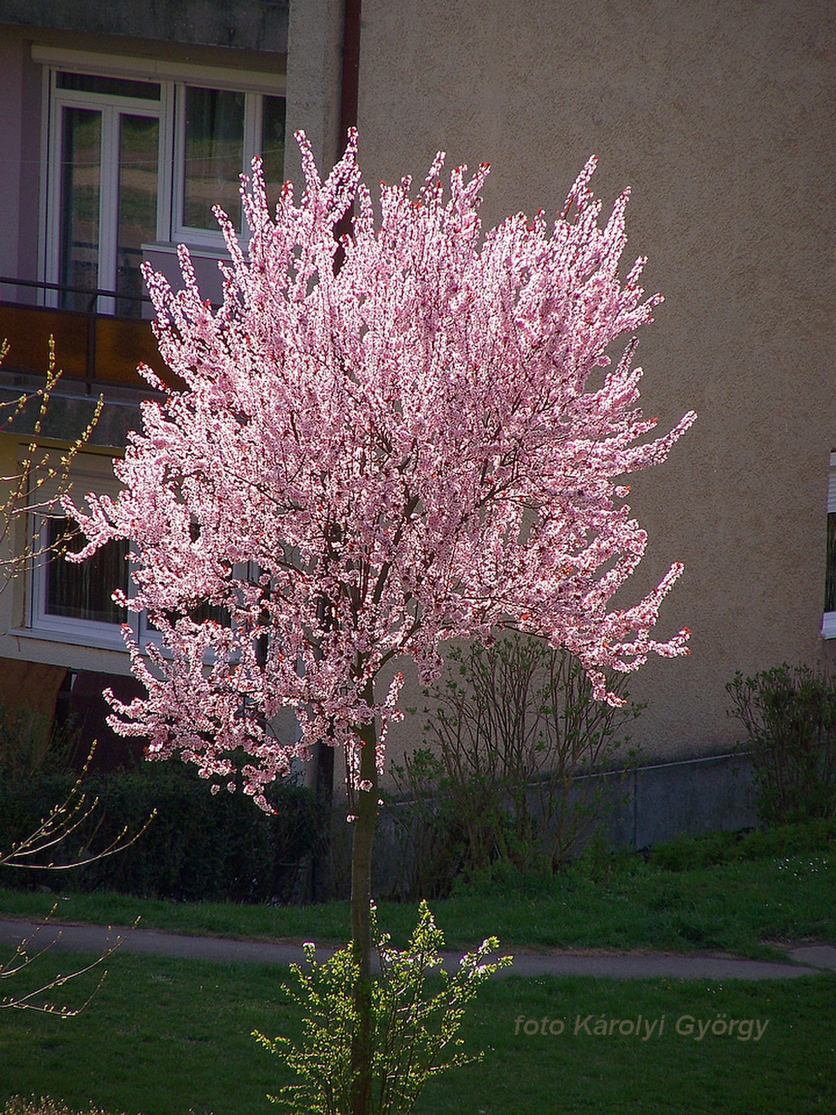 fák, tavaszi emlék