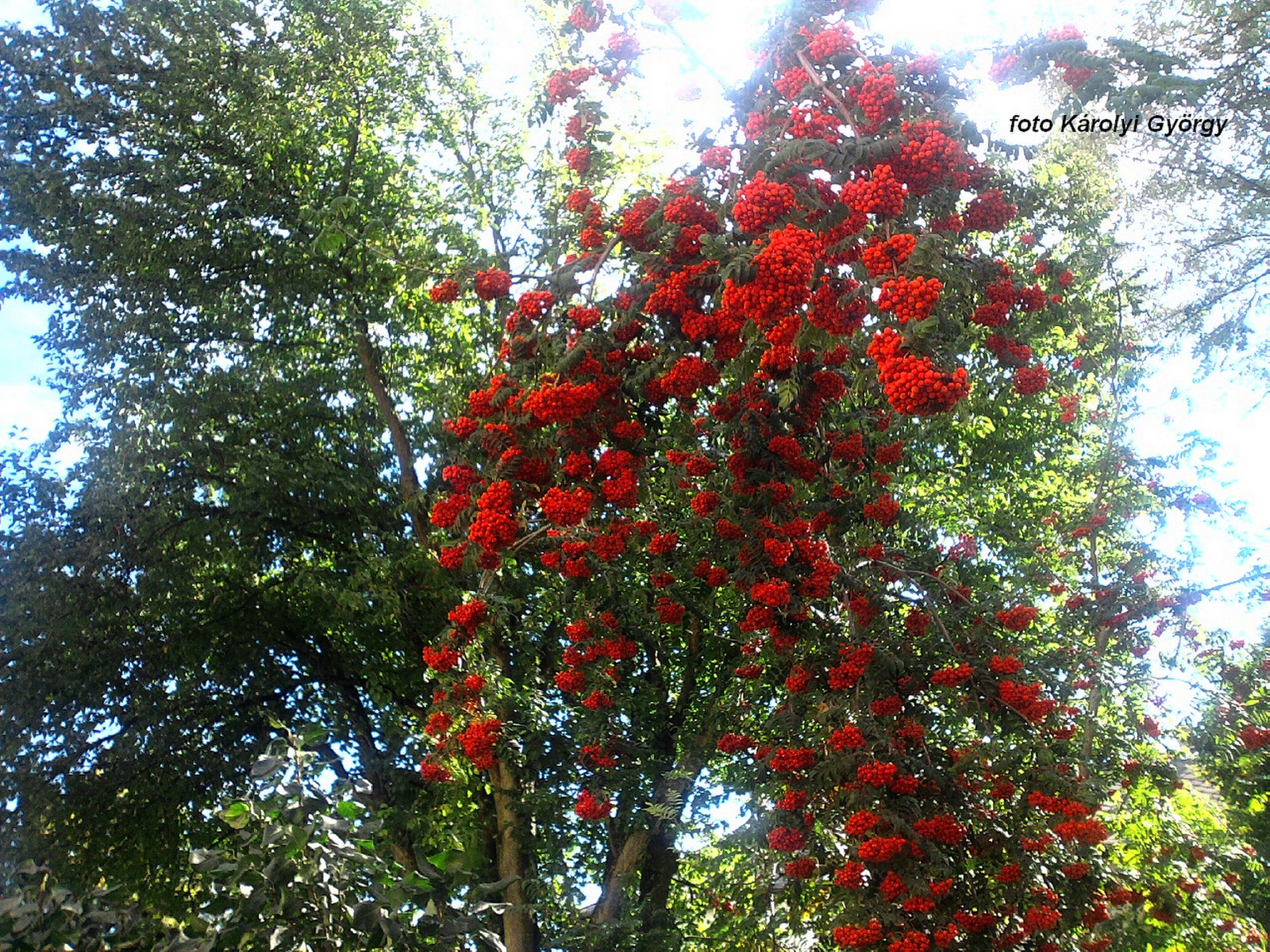 fák, Besztercei pirosak