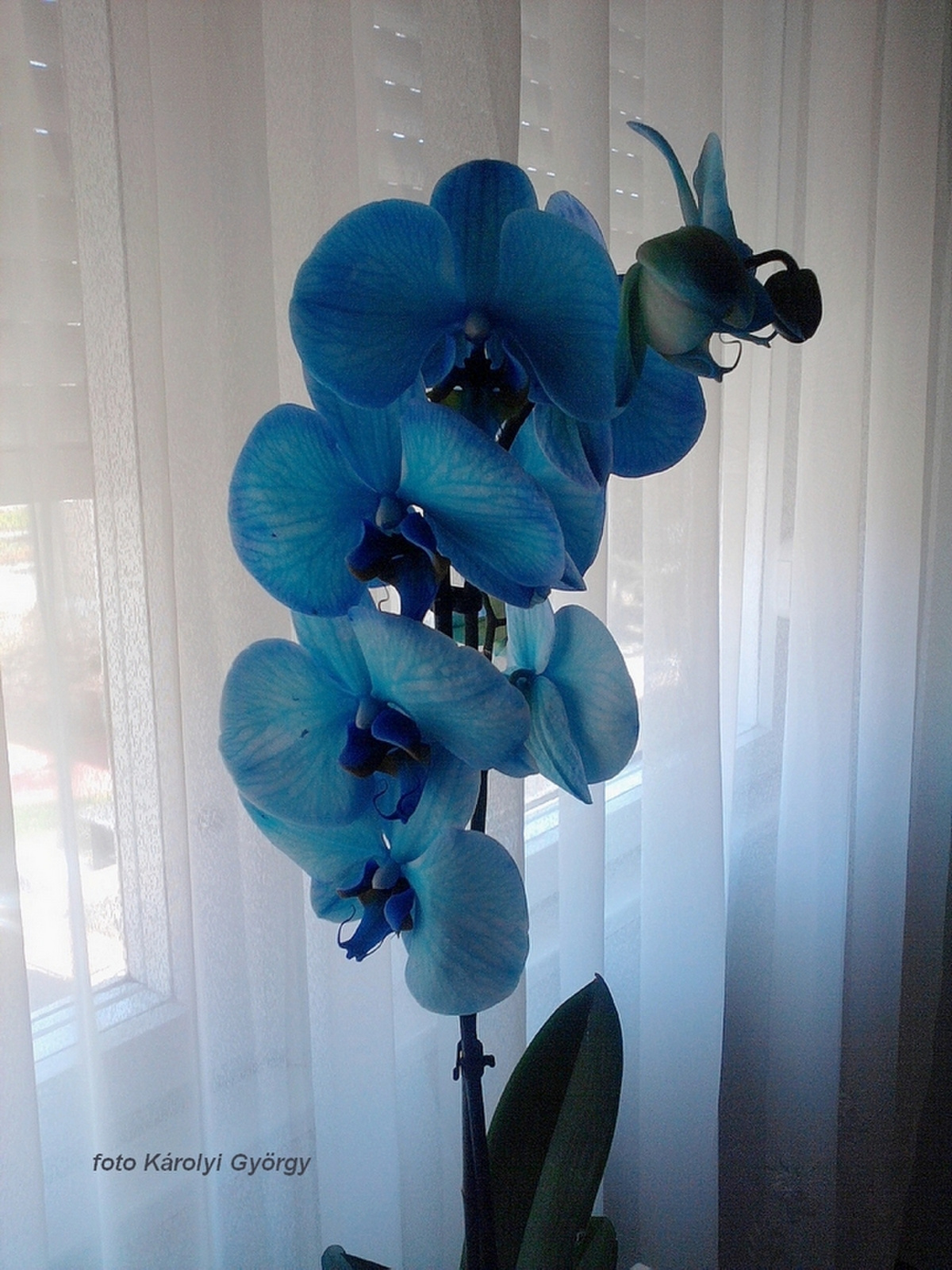 orchidea, Lettikének