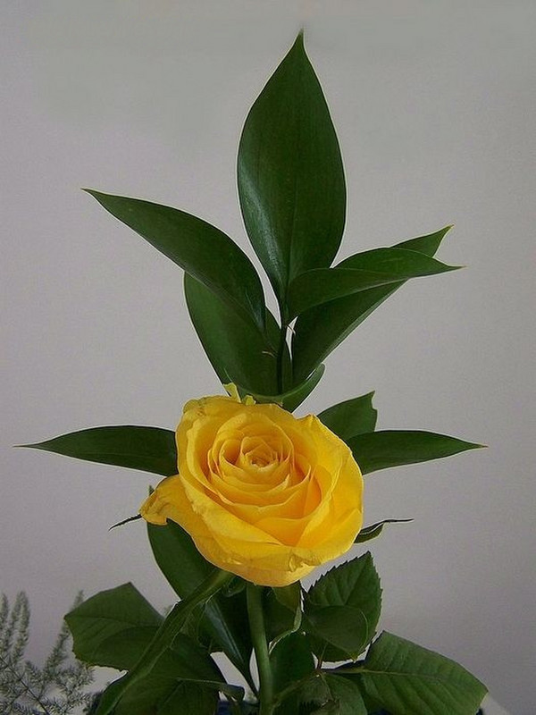 AF - rózsa, szép sárga
