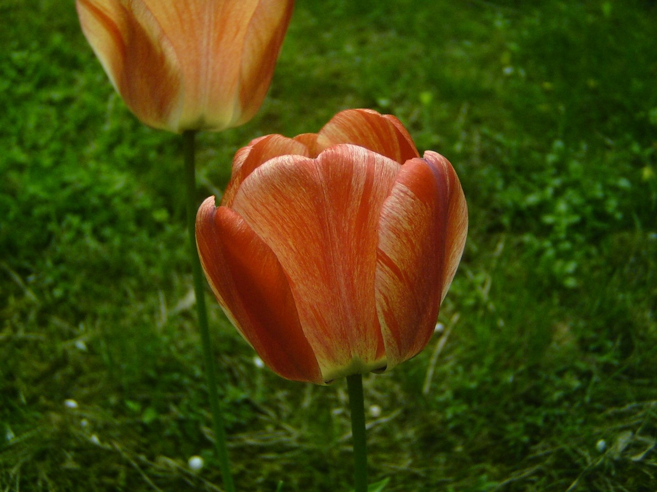 tulipán, cirmoska