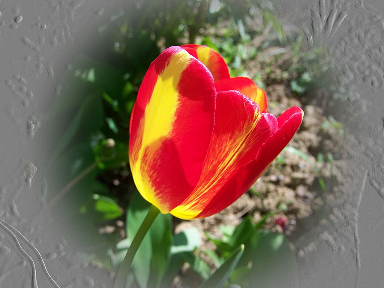 tulipán, csak semmi túlzás