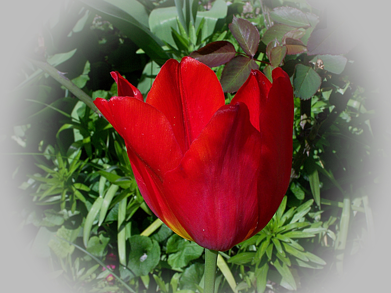 tulipán, kis melírral