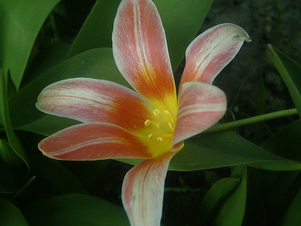 tulipán, mini kinyílt