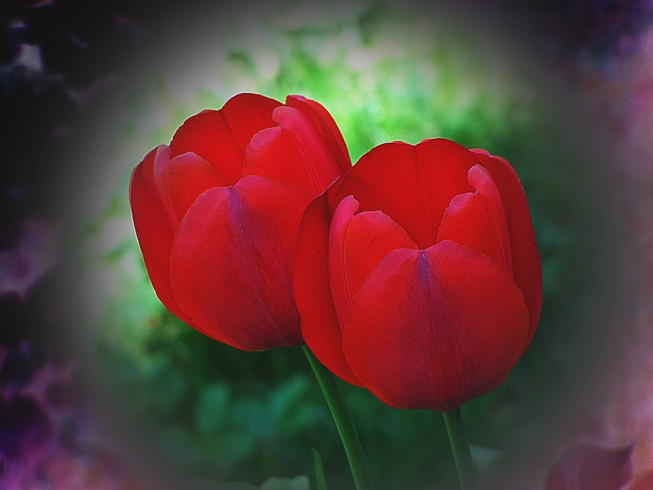 tulipán, piros ikrek