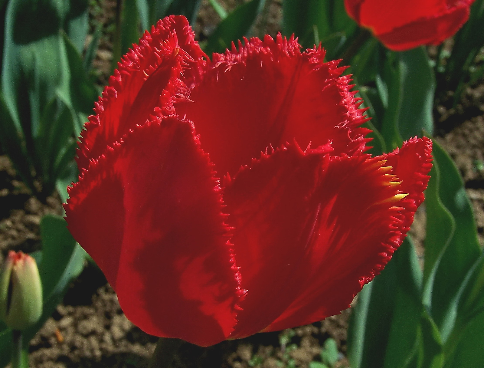 tulipán, cakkos piros ellenfényben