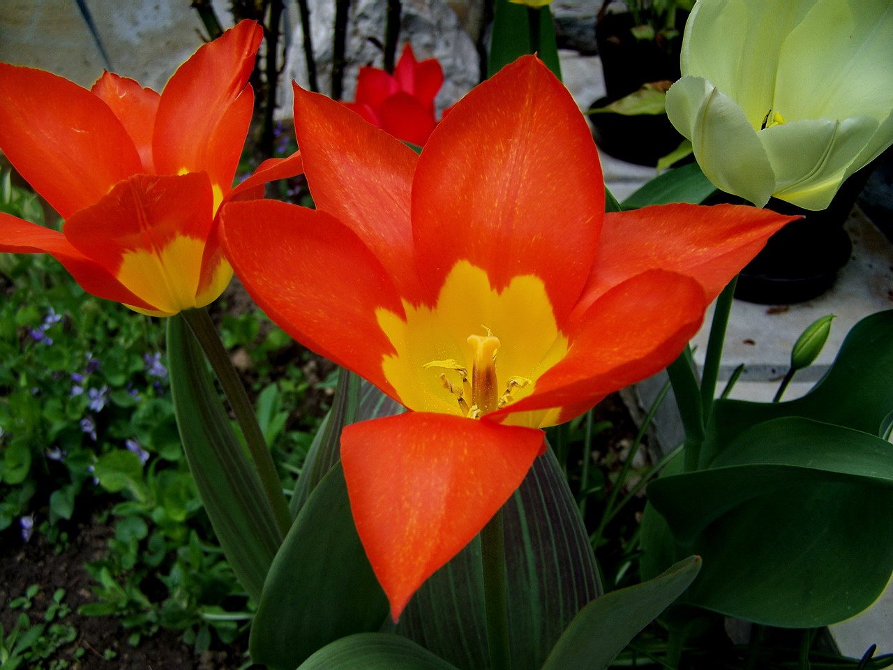 tulipán, piros-fehér-sárga