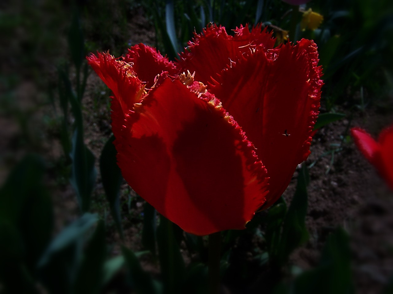 tulipán, jó estét
