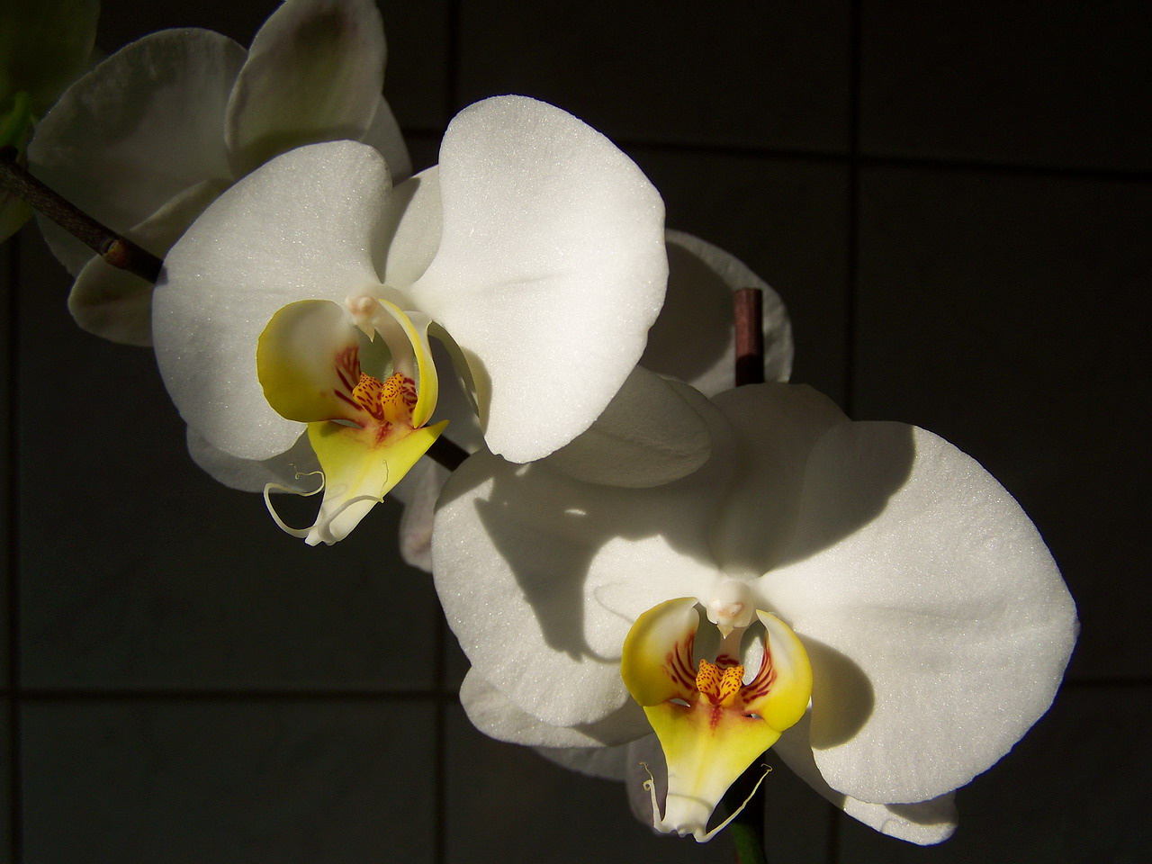 orchidea, a két grácia