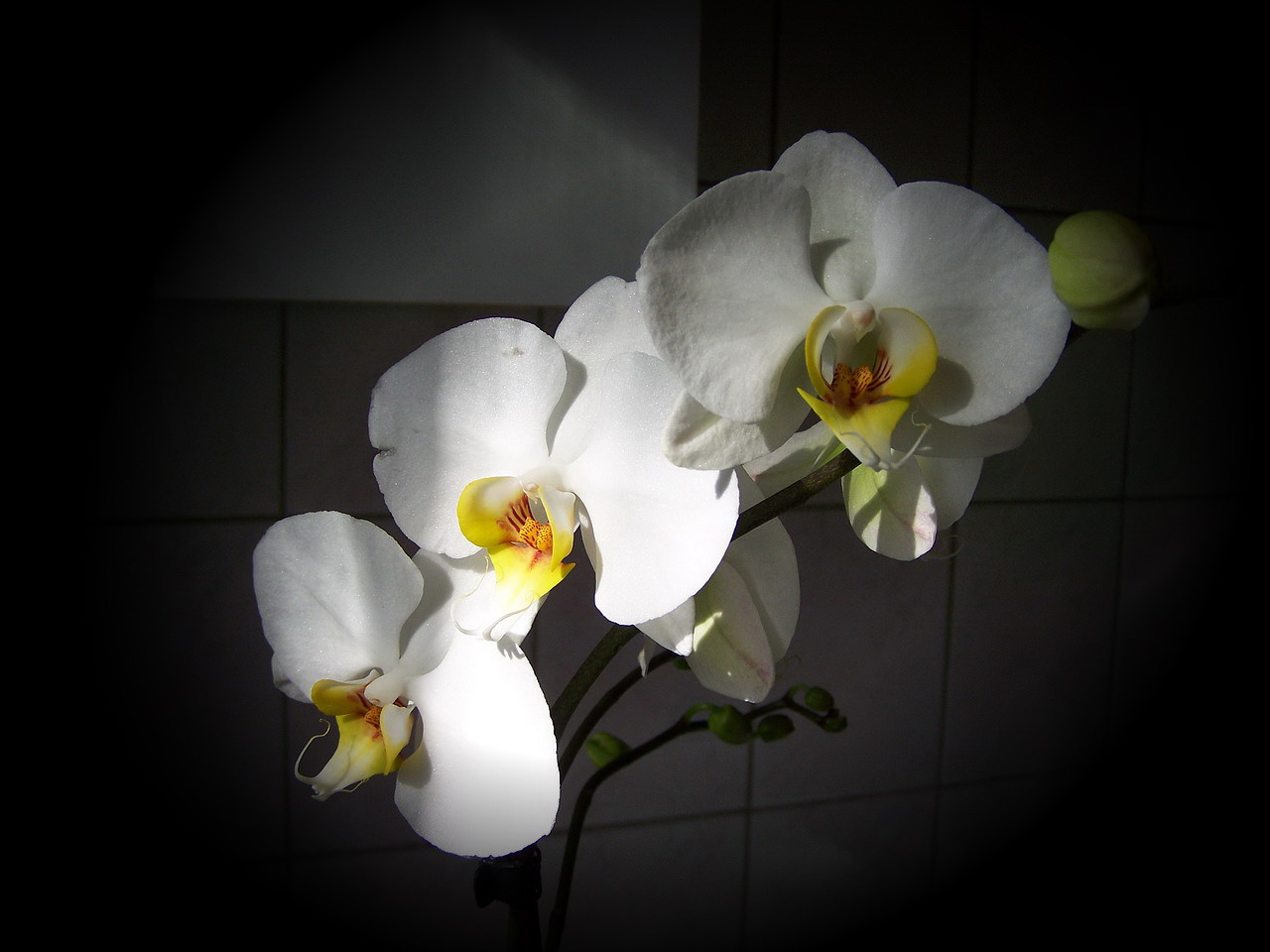 orchidea, három fehér