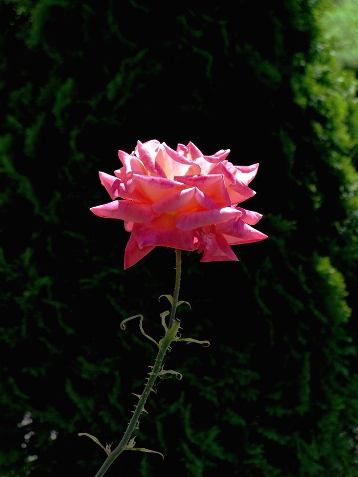 rózsa, csak egy szál