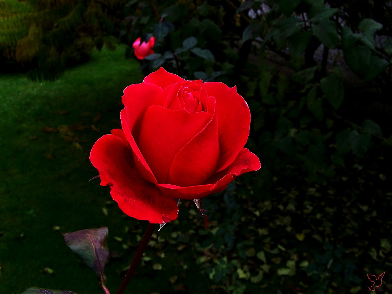 rózsa, naptalanul