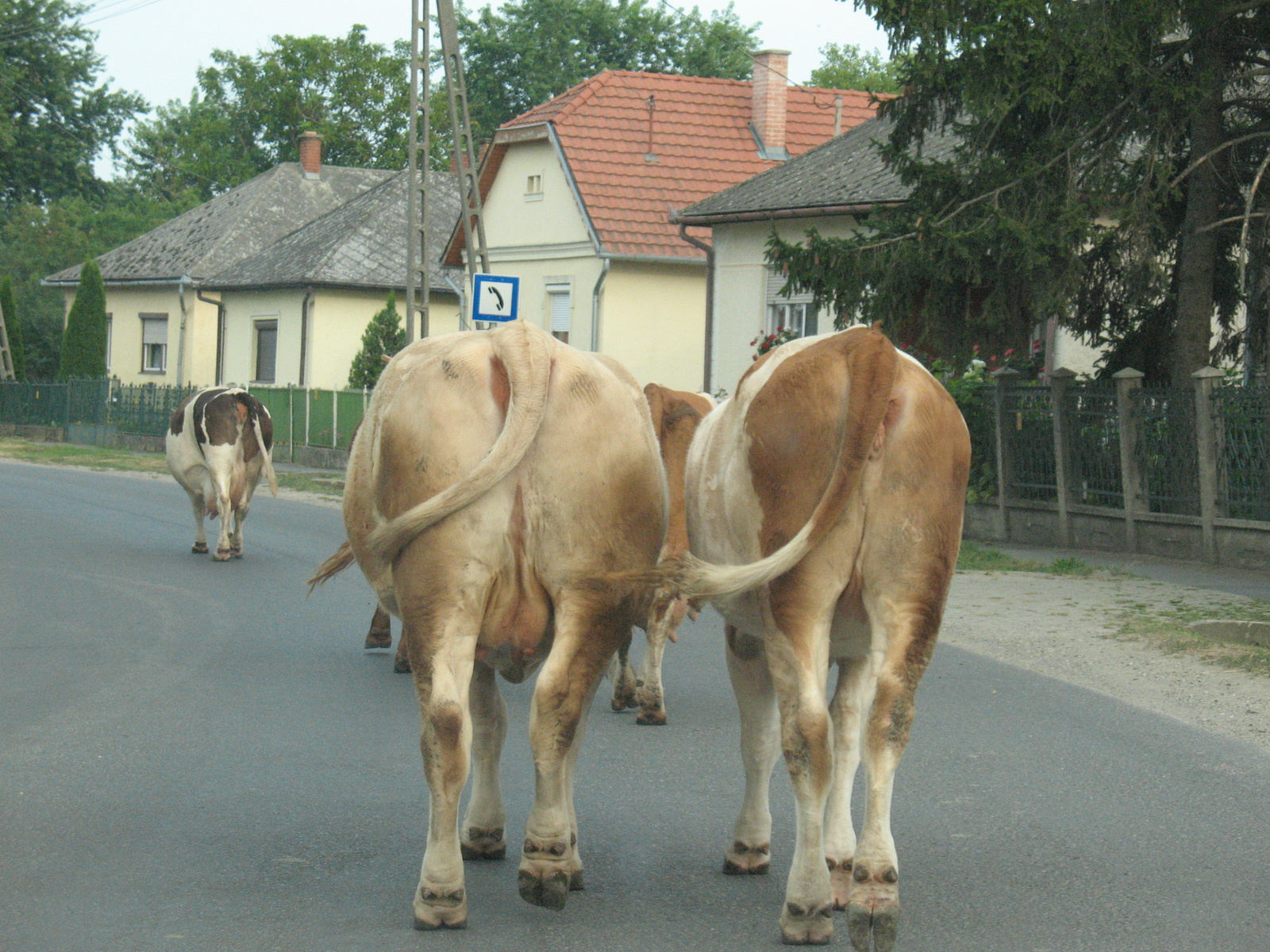 cows from the car