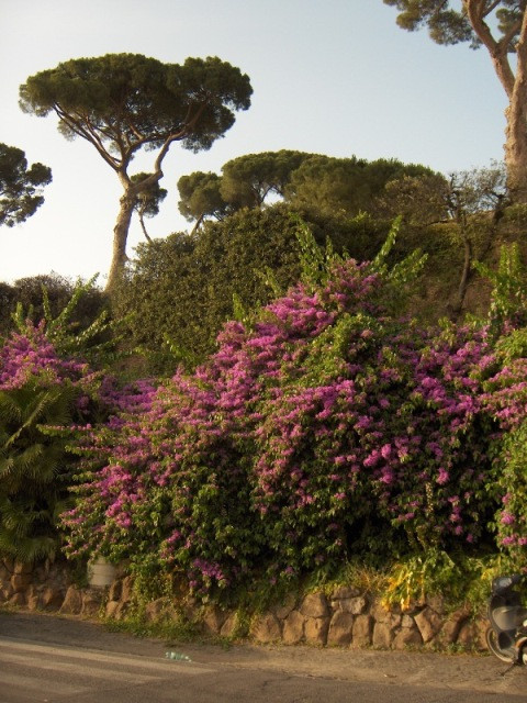 Olaszo229RomaBougainvillea