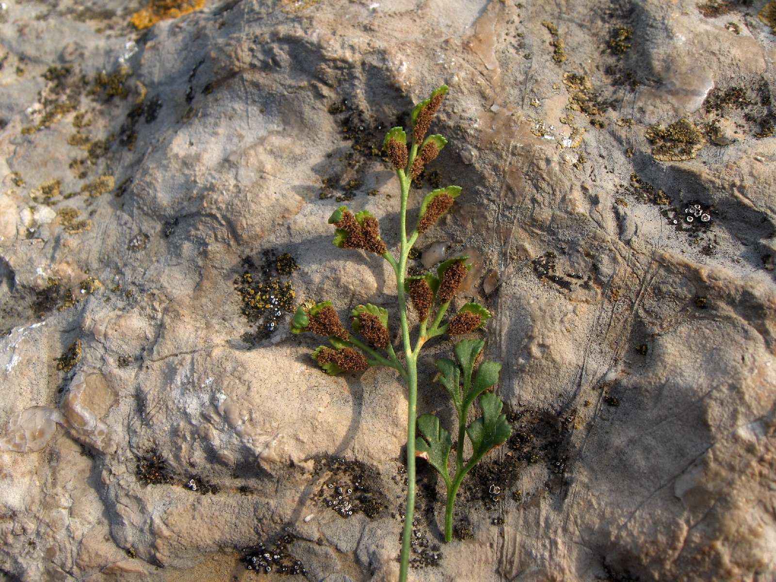 Osztkir2009 062