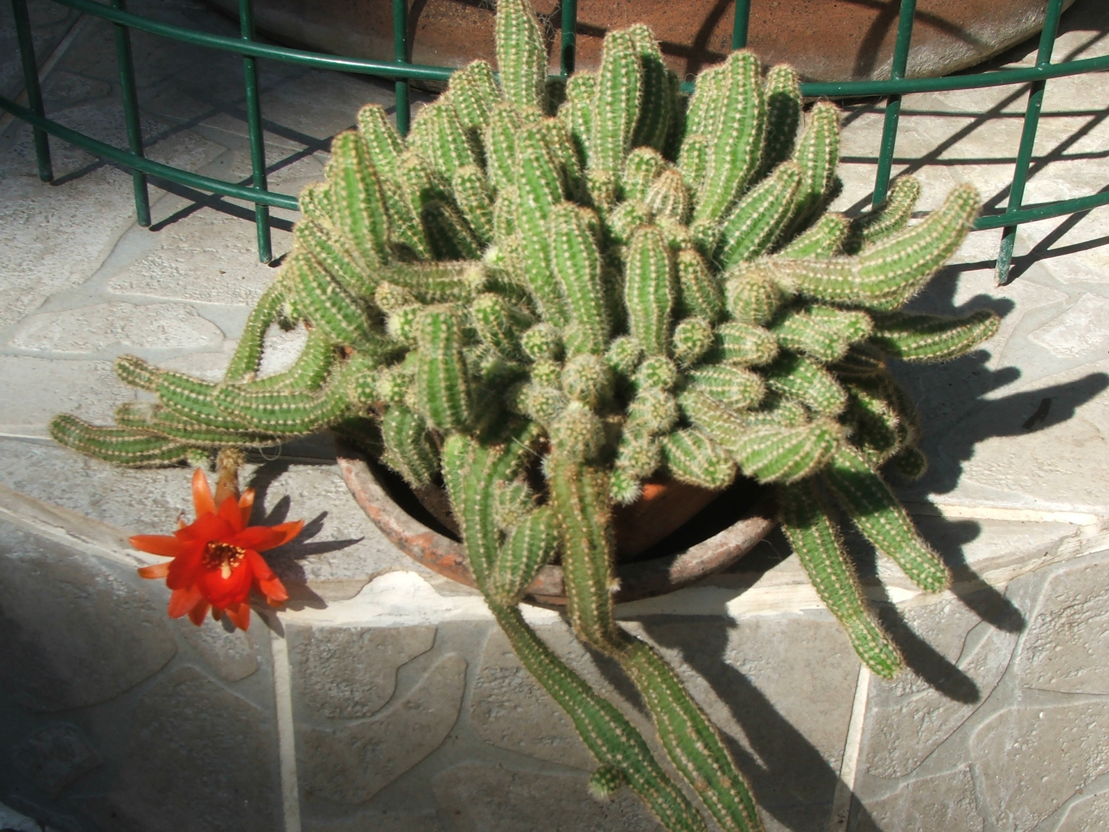 kaktuszka