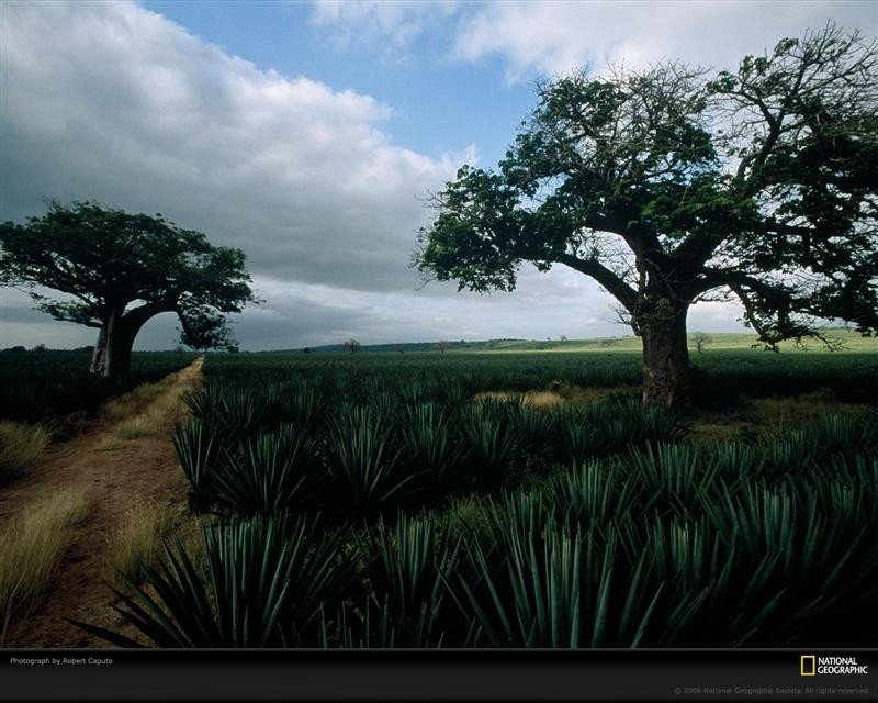 baobab-trees-caputo-690198-xl (Medium)