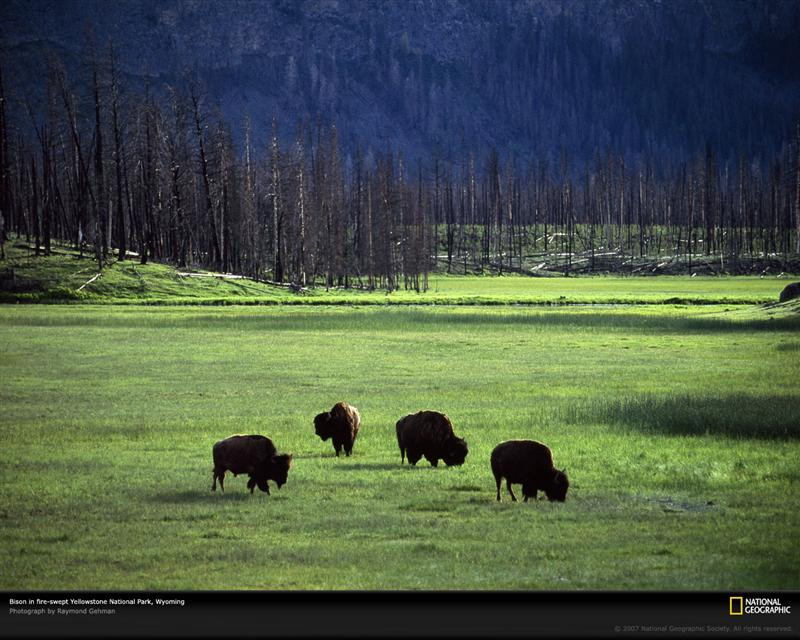 bison-herd-yellowstone-park-505436-xl (Medium)