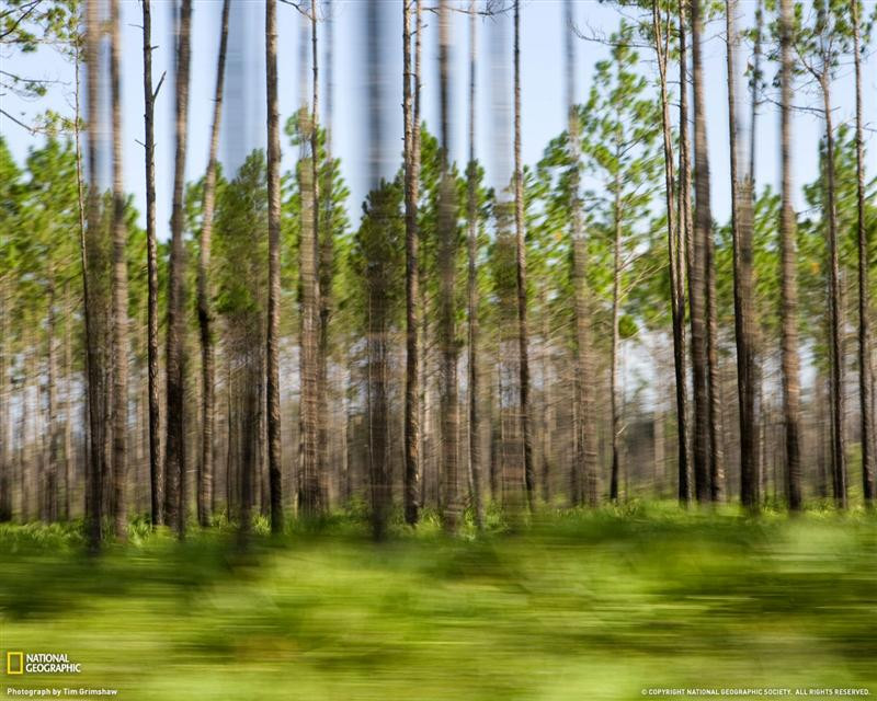 blurred-trees-georgia-xl (Medium)