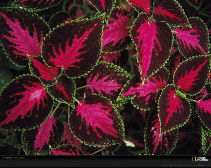 coleus-close-up-401005-xl (Medium)