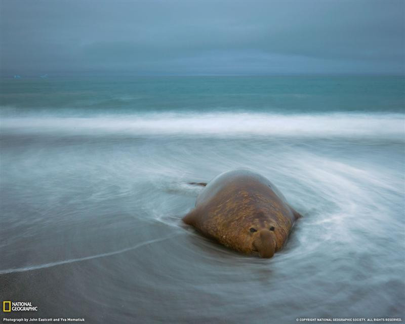 elephant-seal-1192165-xl (Medium)