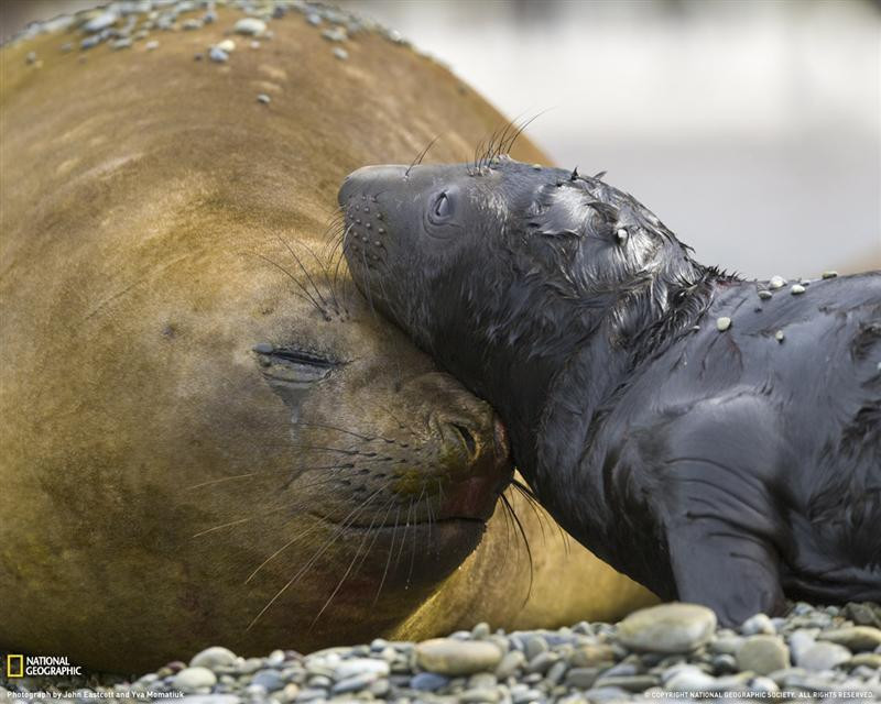 elephant-seals-1192164-080309-xl (Medium)