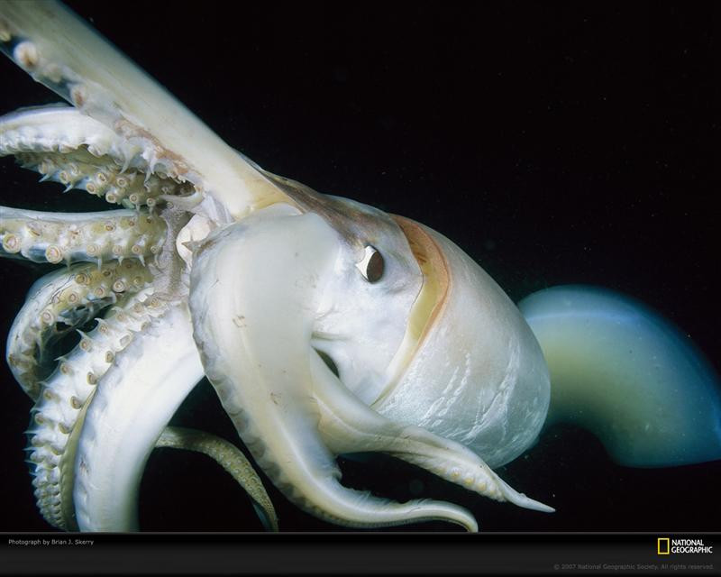 giant-squid-close-up-760231-xl (Medium)