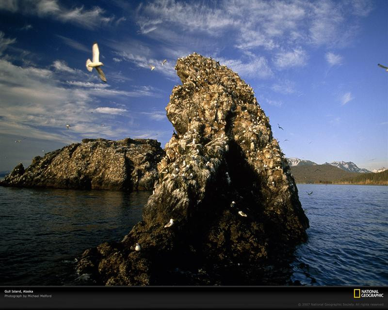 gull-island-alaska-91799-xl (Medium)