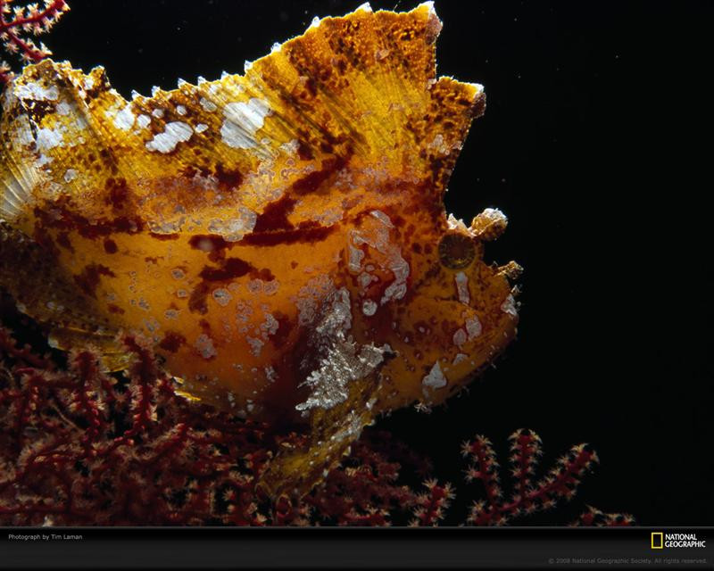 leaf-scorpionfish-laman-977805-xl (Medium)