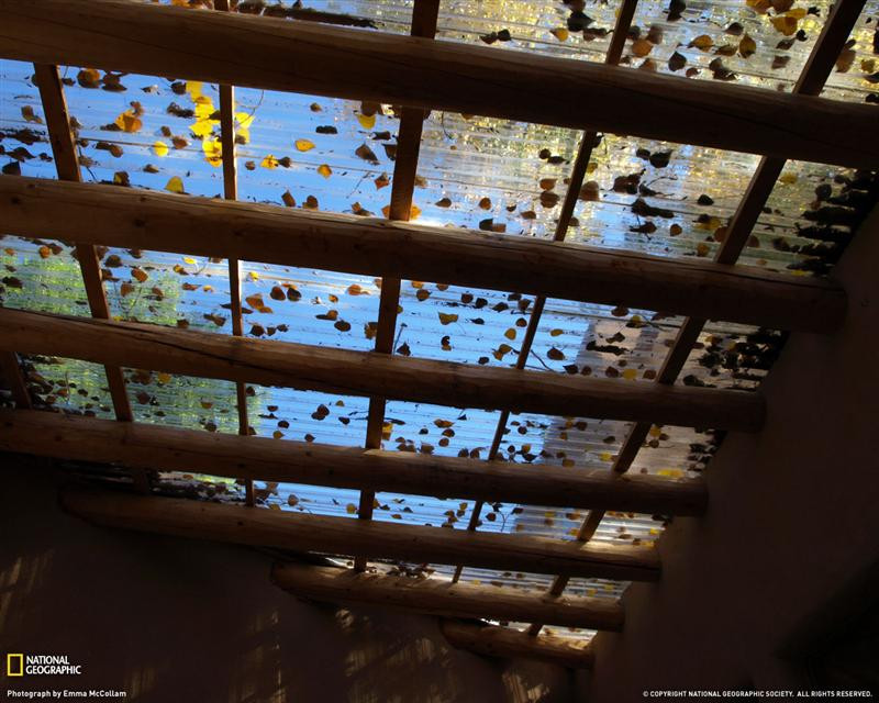 leaves-glass-roof-063pc08tad1emc014-xl (Medium)