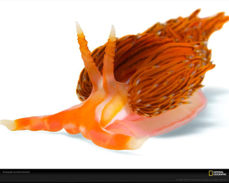 orange-nudibranch-doubilet-1162567-xl (Medium)