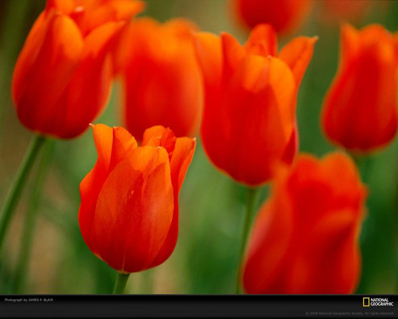 orange-tulips-blair-455148-xl (Medium)