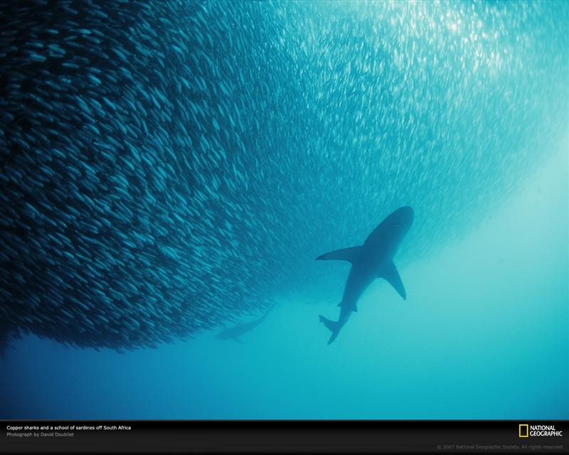 sardines-shark-south-africa-707706-xl (Medium)