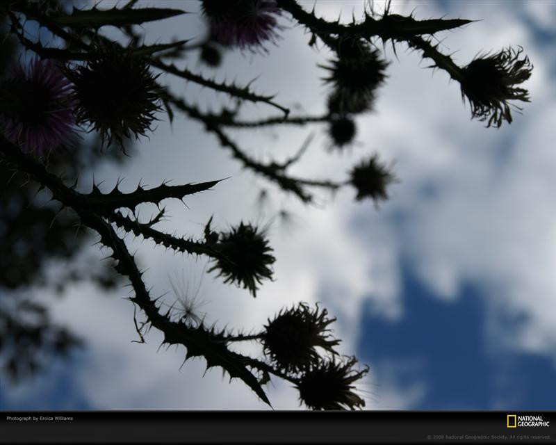 thistle-and-clouds-022pc08atd1erw073-xl (Medium)