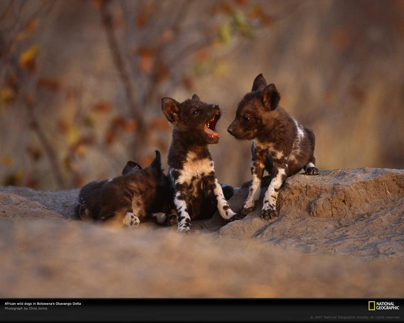 wild-dog-pups-botswana-522085-xl (Medium)