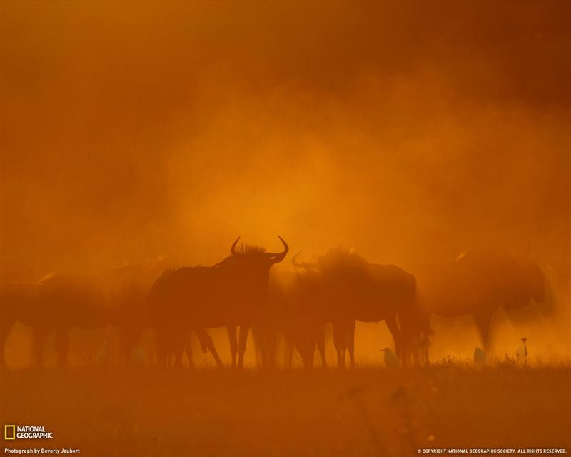 wildebeest-botswana-051809-xl (Medium)