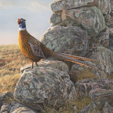 index-cock-pheasant 220