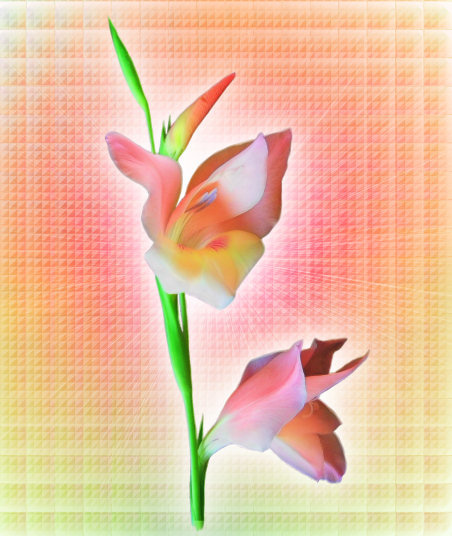 digitalflowerbold