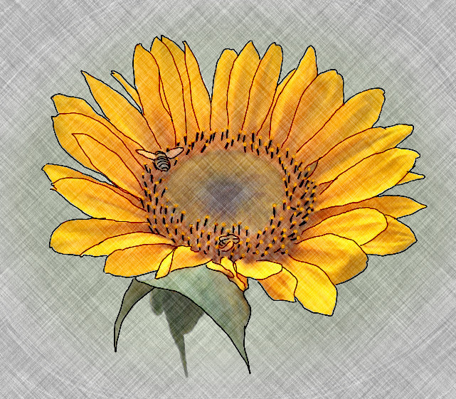 sunflower-forweb