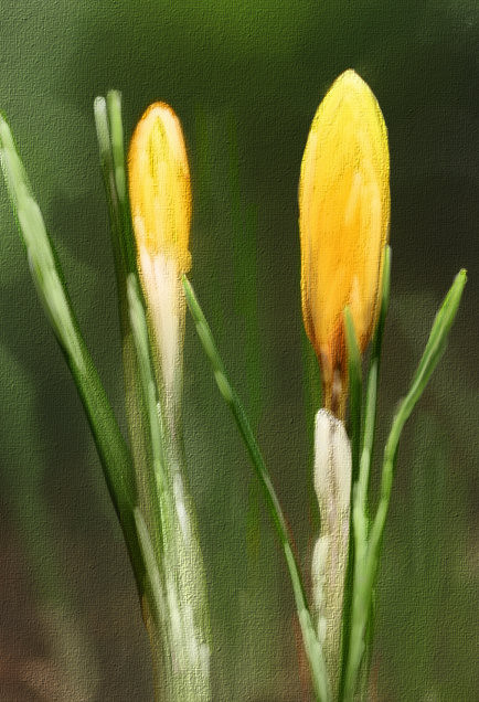 yellowcrocus