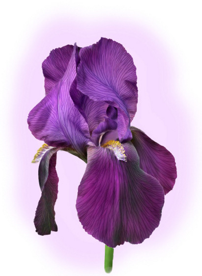 purple iris - blend