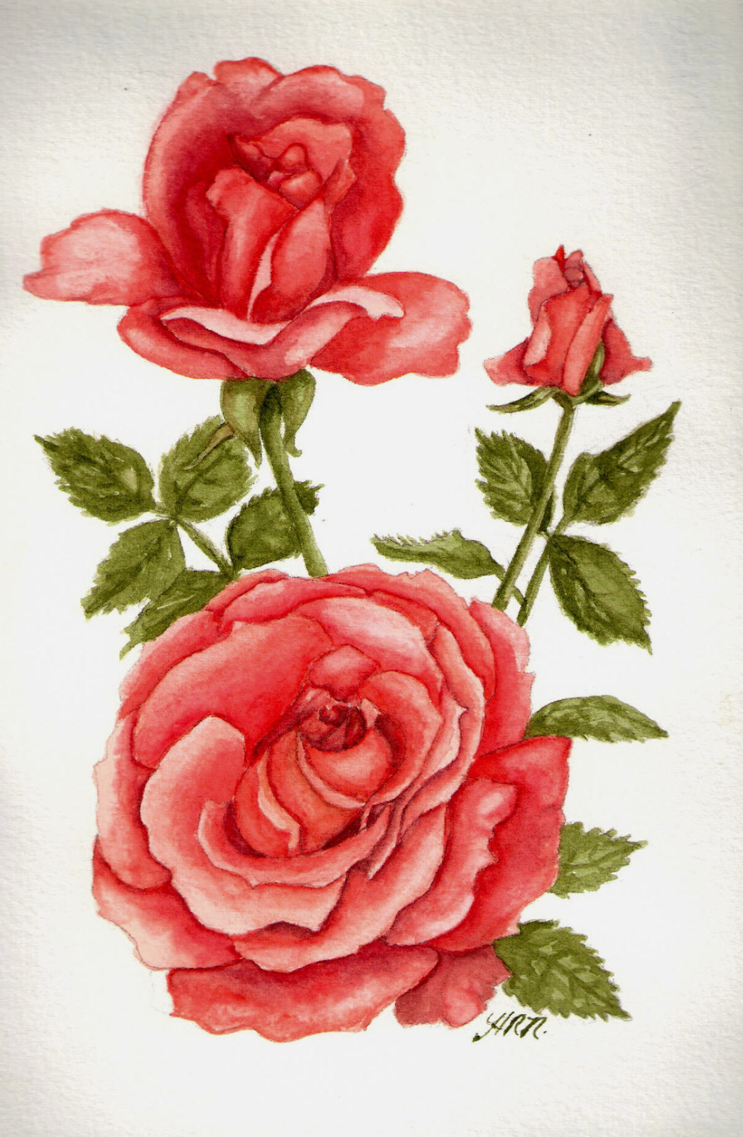 Water color Rose.313171555