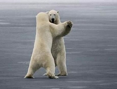 polar-bear-waltz