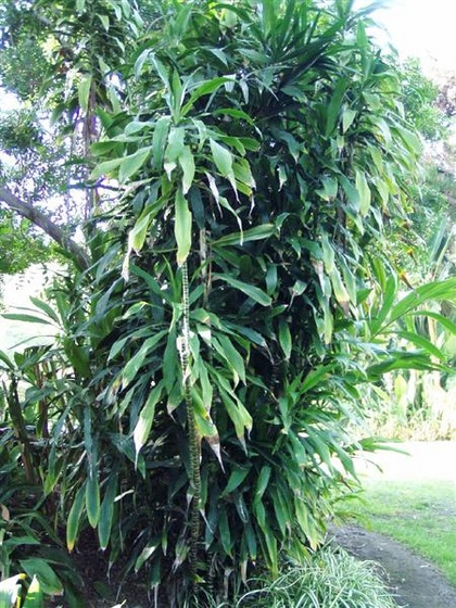 corn plant (Medium)