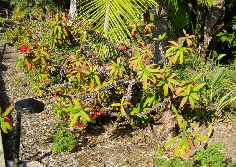 crown of thorns (Medium)